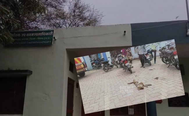 वन विभाग के अधिकारी के उदासीनता के चलते सियार कांड में नही हो रही कोई कार्यवाही