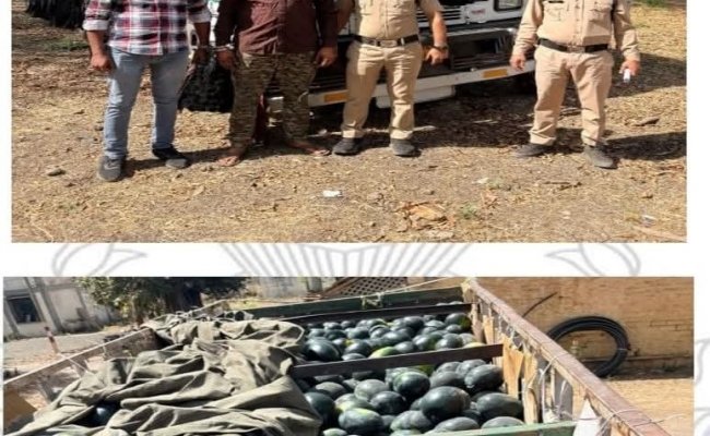 नारायणगढ़ पुलिस द्वारा अन्तर्राज्यीय तस्कर के विरुद्ध की गई बडी कार्यवाही
आरोपी के कब्जे वाली ट्रक से कुल 85 किलो डोडाचूरा जप्त किया गया ।